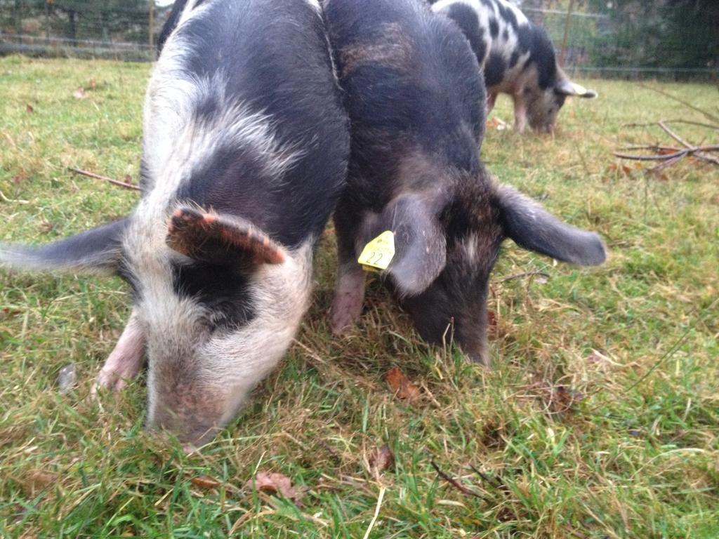 Farm Stay Happy Dogs Ranch Veberöd 外观 照片