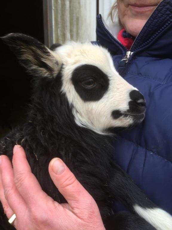 Farm Stay Happy Dogs Ranch Veberöd 外观 照片