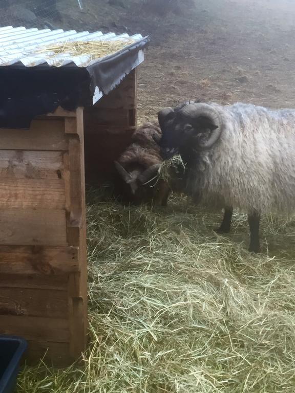 Farm Stay Happy Dogs Ranch Veberöd 外观 照片