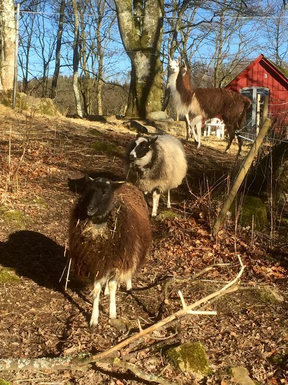 Farm Stay Happy Dogs Ranch Veberöd 外观 照片