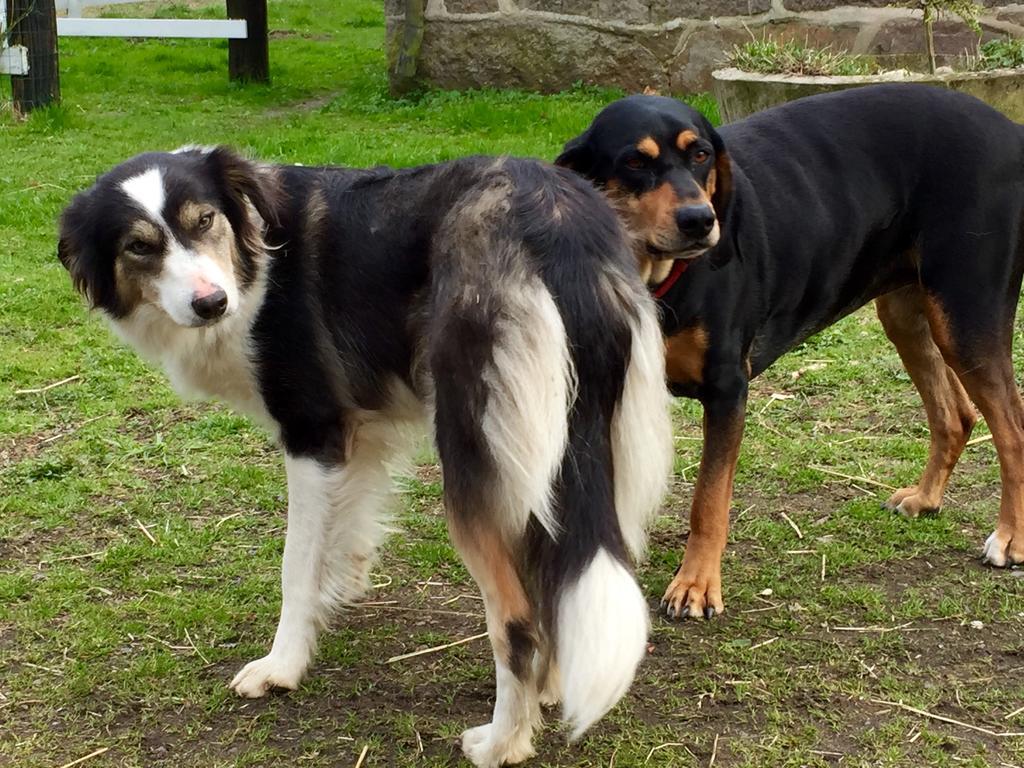 Farm Stay Happy Dogs Ranch Veberöd 外观 照片