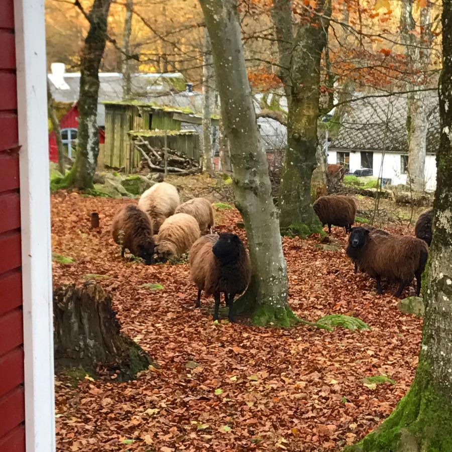 Farm Stay Happy Dogs Ranch Veberöd 外观 照片